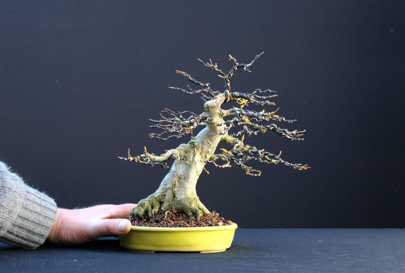 trident maple bonsai